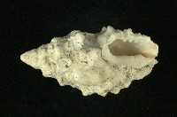 白結螺藏品圖，第3張